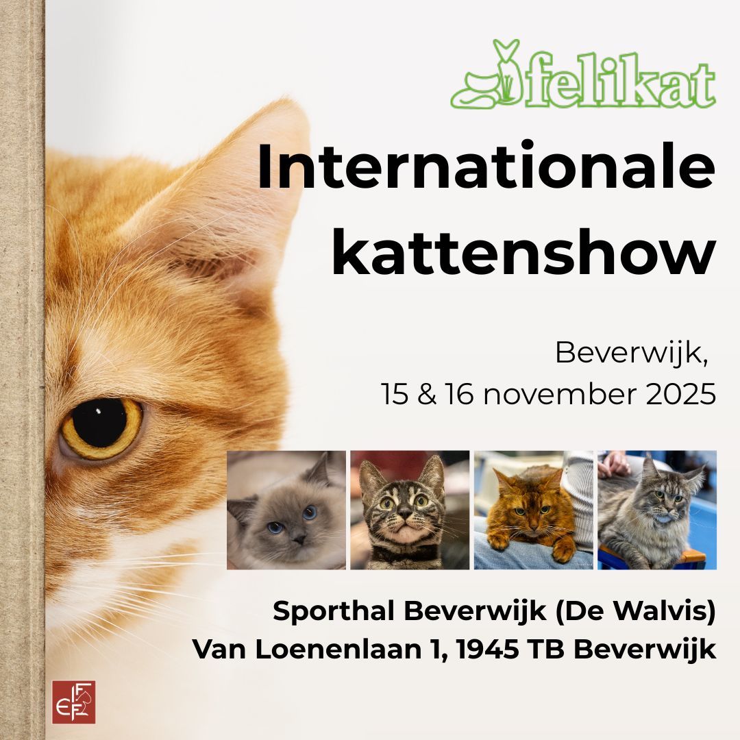 Internationale kattententoonstelling in Beverwijk: bewonder de mooiste raskatten